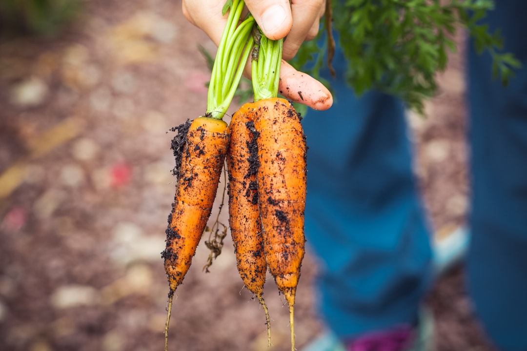 Fresh harvest bio homegrown carrots – urban gardening in raised bed. Made with Canon 5d Mark III and loved analog lens, Leica APO Macro Elmarit-R 1:2.8 / 100mm (Year: 1993)